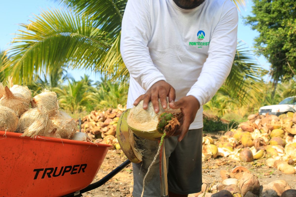 Destopador de coco de Grupo Montecristo trabajando con lanza